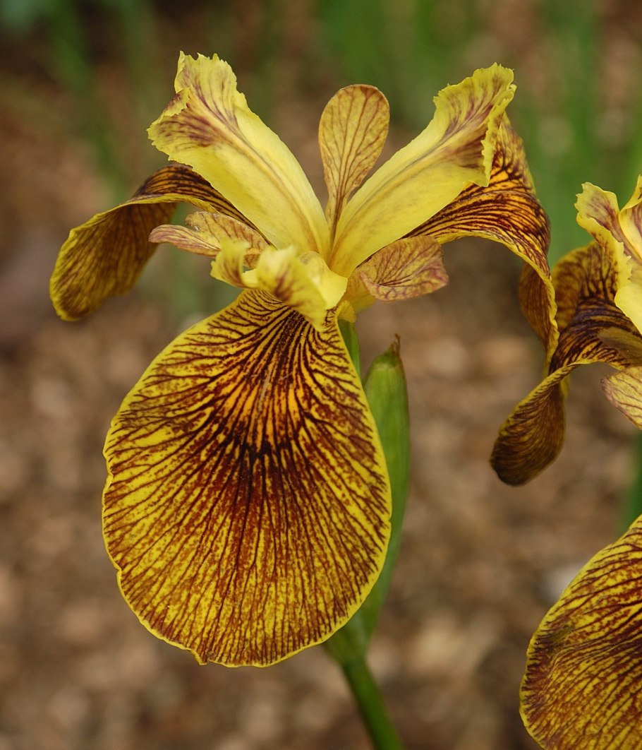 Русский Ирис белый Байкал