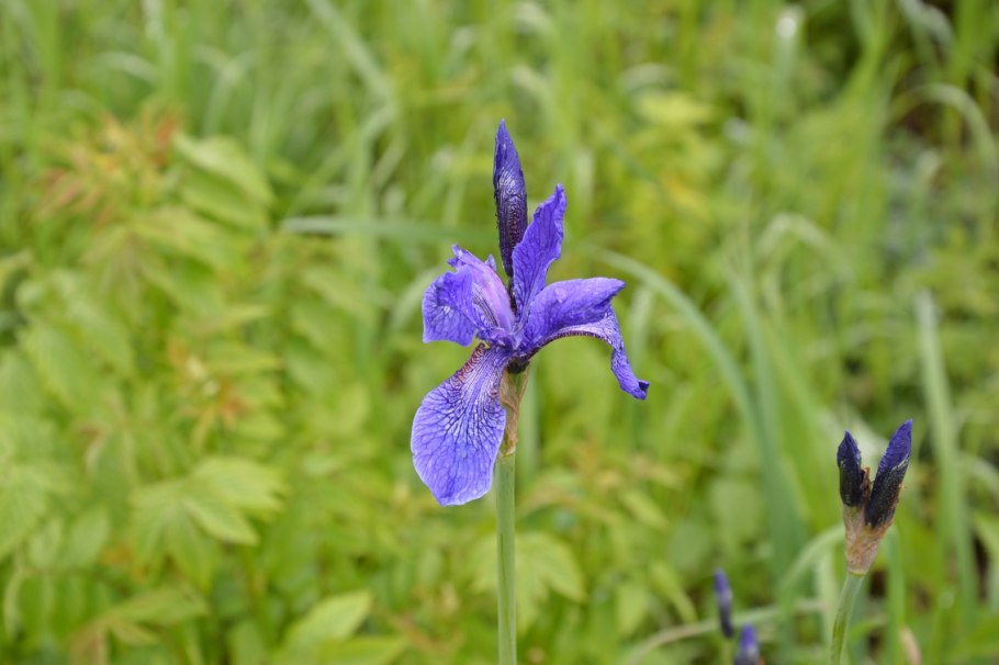 Ирис безлистный