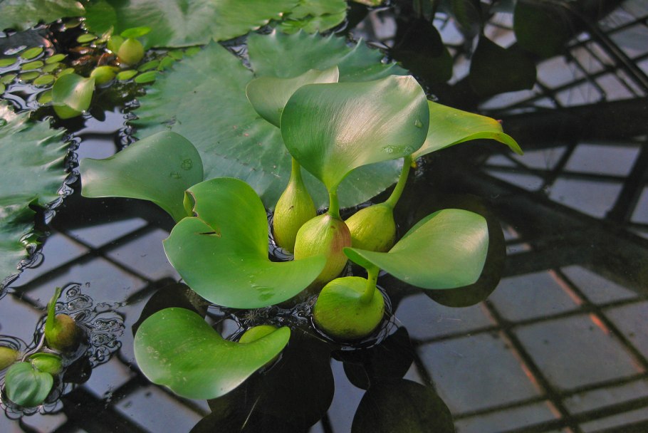 Водоросли нимфея