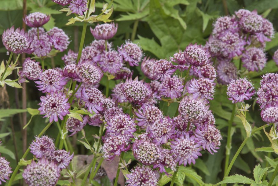 Астранция Вайт