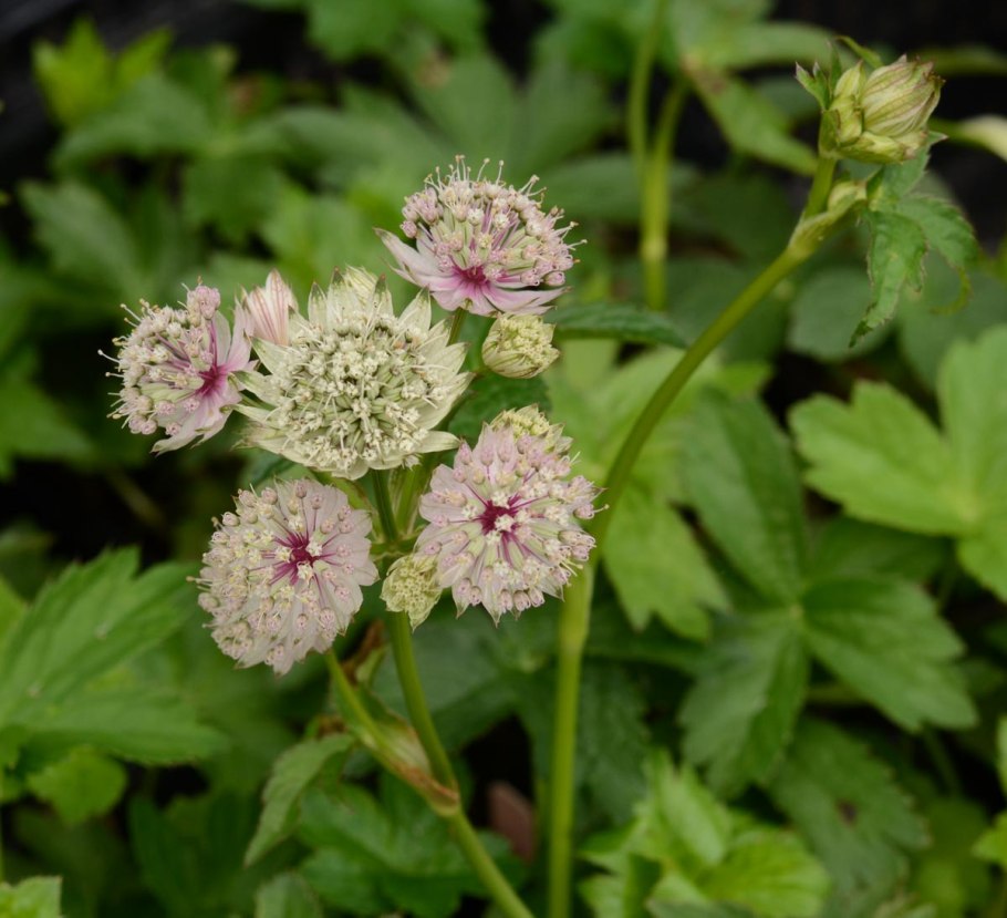 Astrantia major &#96;rosea&#96;
