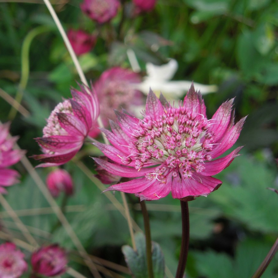 Астранция Astrantia Major Claret