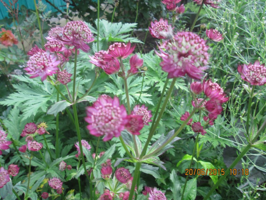 Астранция Сильвер Глоу