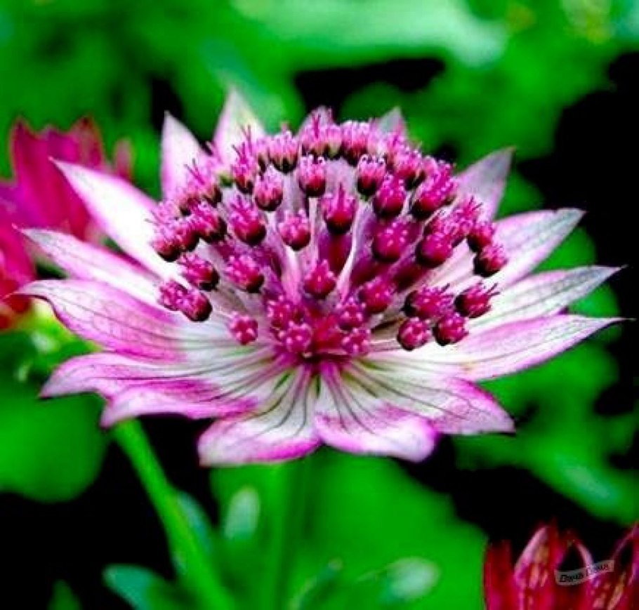 Астранция Биберштейна