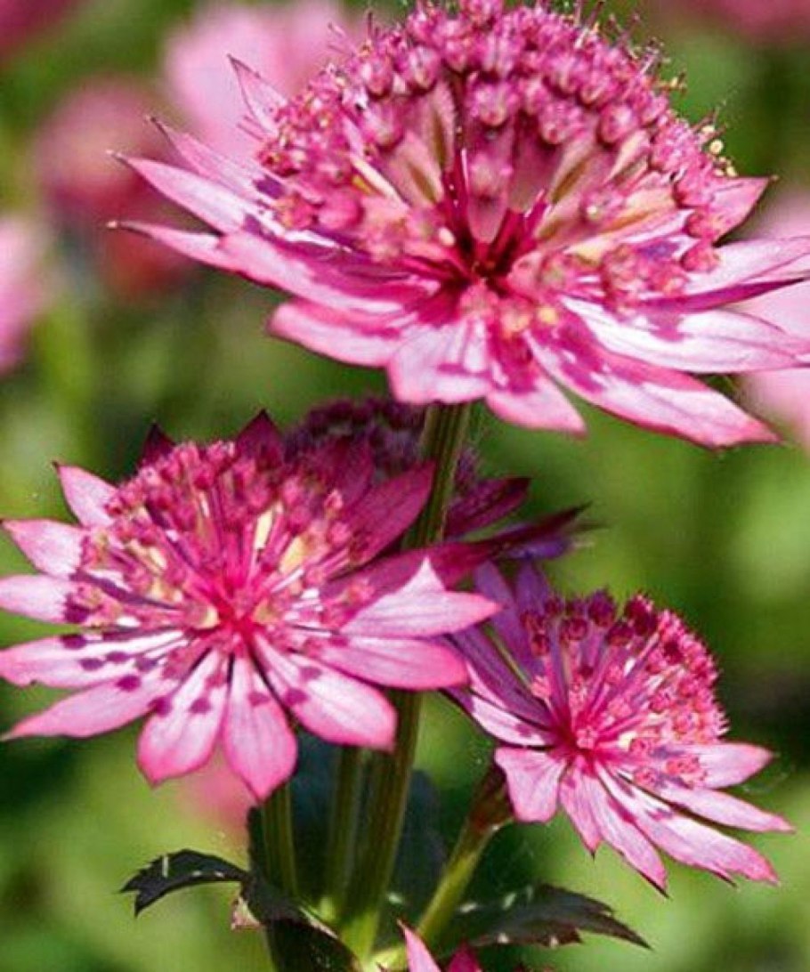 Астранция Мулен Руж