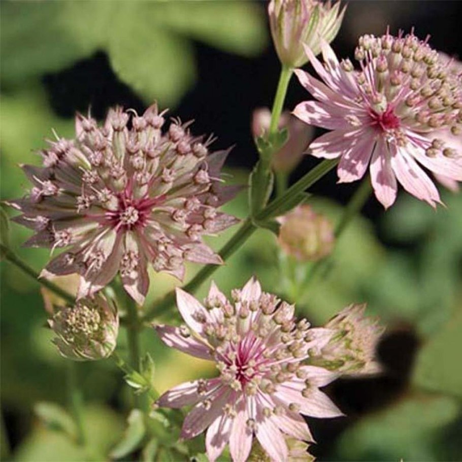 Астранция Astrantia Major Primadonna