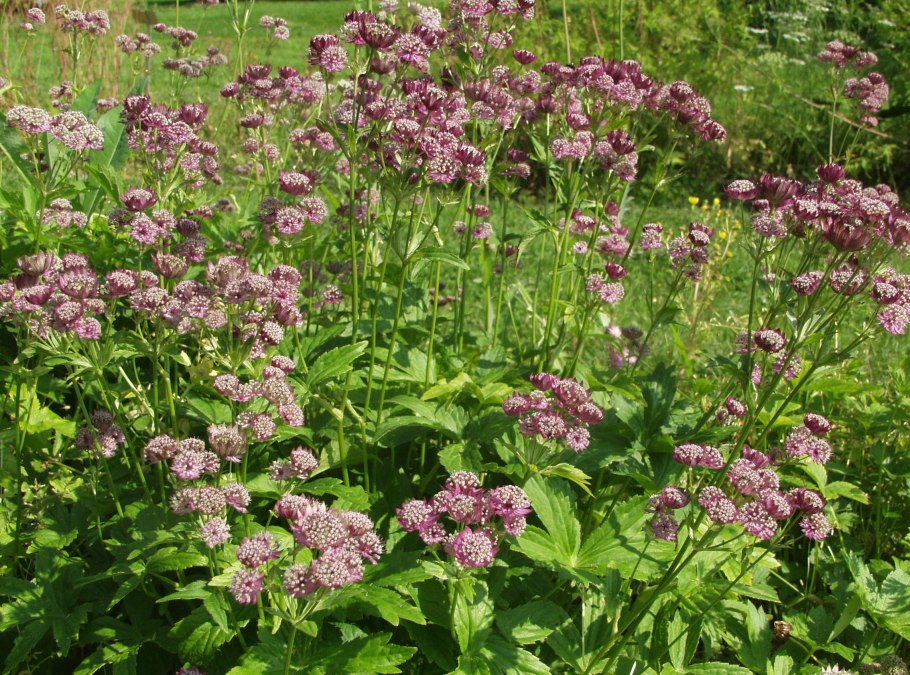 Астранция крупная (Astrantia Major)