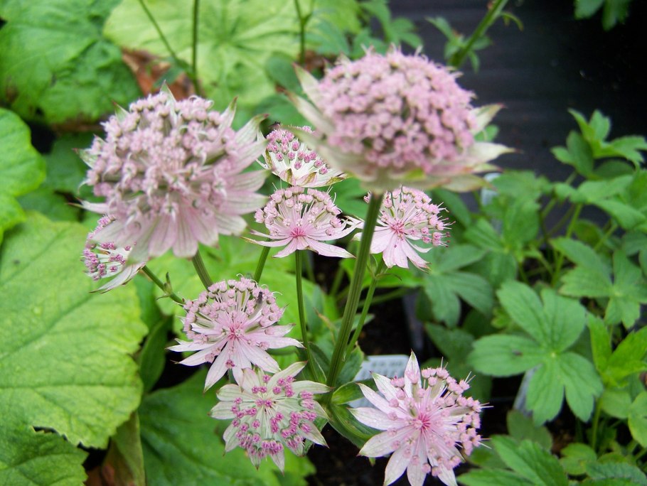 Астранция крупная Primadonna