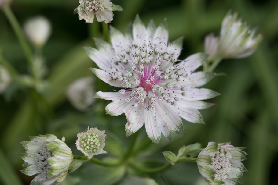 Астранция Спарклинг старс Пинк
