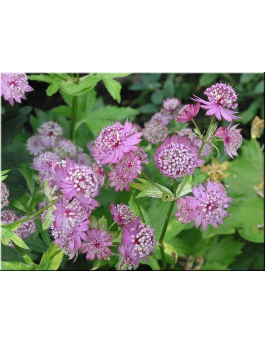 Астранция Розеа rosea