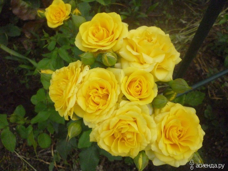 Роза флорибунда Йеллоу саммер