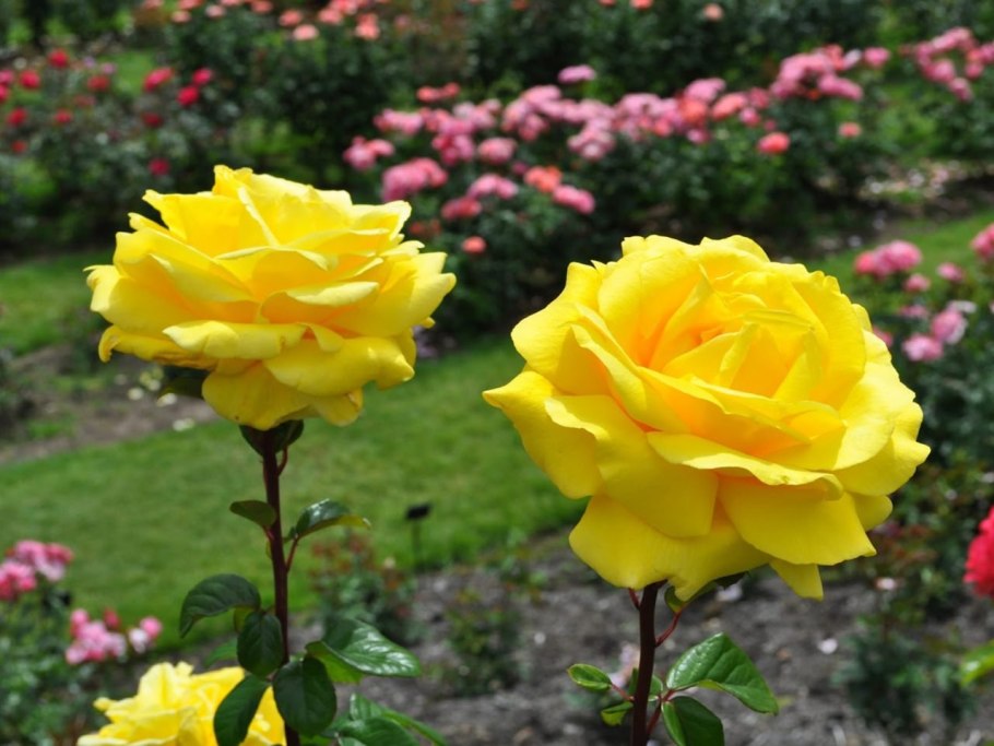 Роза йеллоу