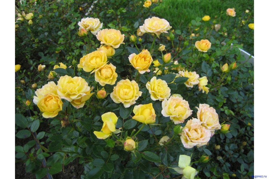 Роза Йеллоу бейби