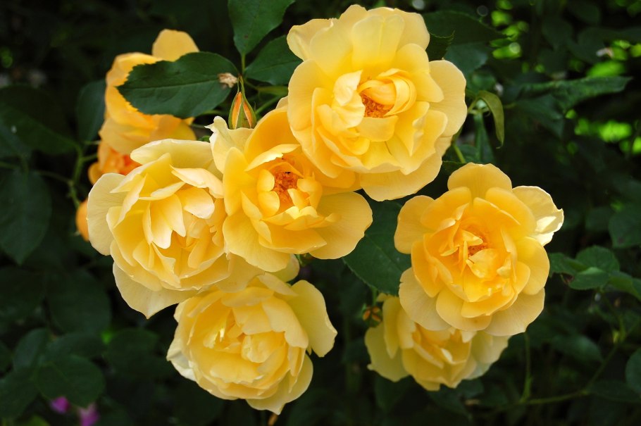 Роза Йеллоу Эвелин