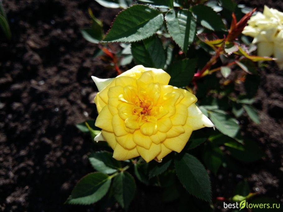 Роза Еллоу Эвелин