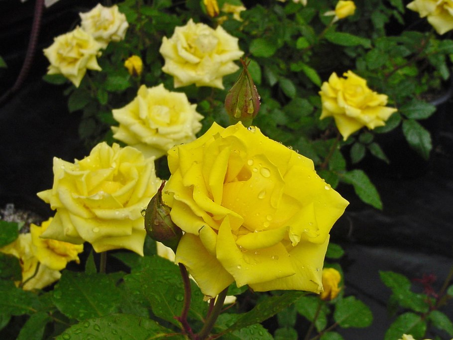 Роза Yellow Clementine (Йеллоу Клементин)