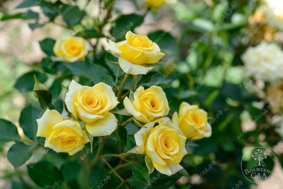 Роза миниатюрная флауэр пауэр