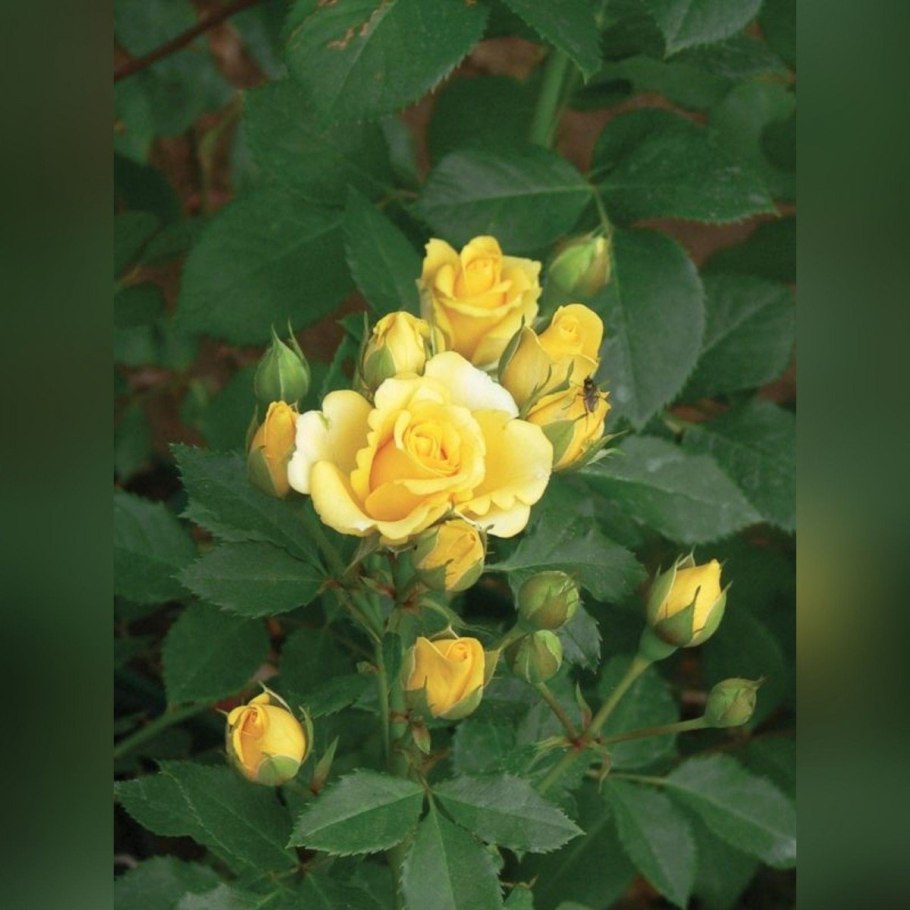 Роза спрей Еллоу бэби