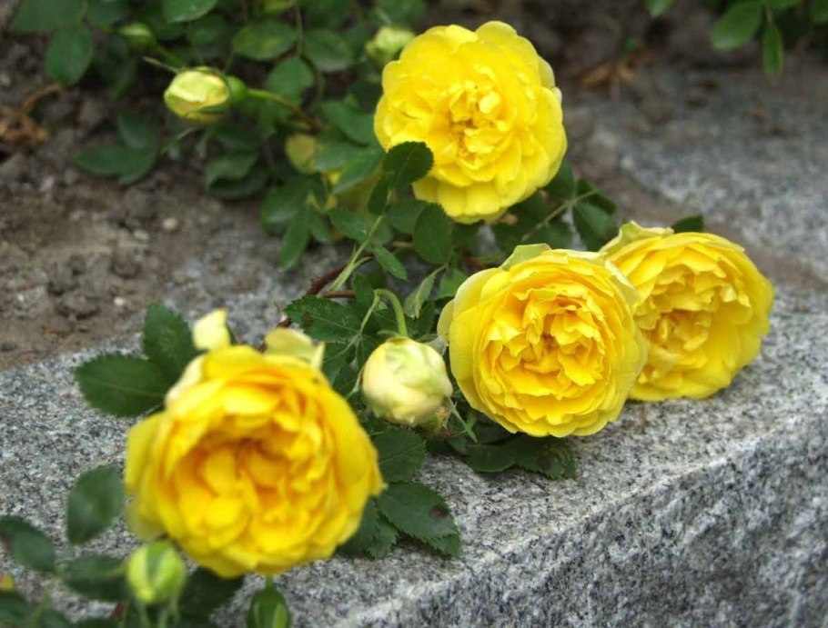 Роза спрей "фи-фи" желтая