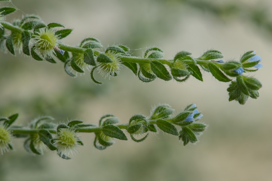 Липучка ежевидная (Lappula squarrosa),