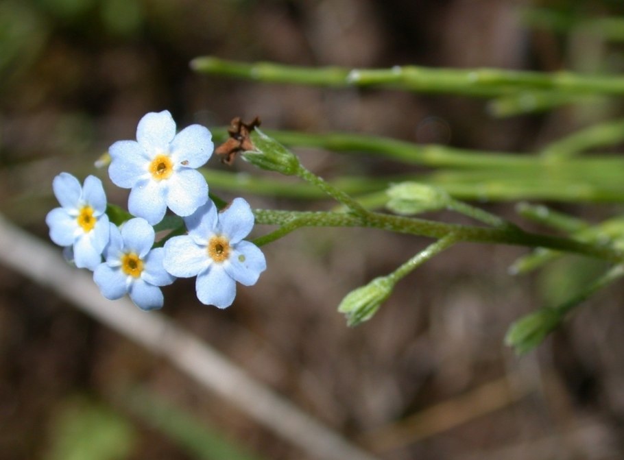 Lappula squarrosa (Retz.) Dumort. – Липучка оттопыренная