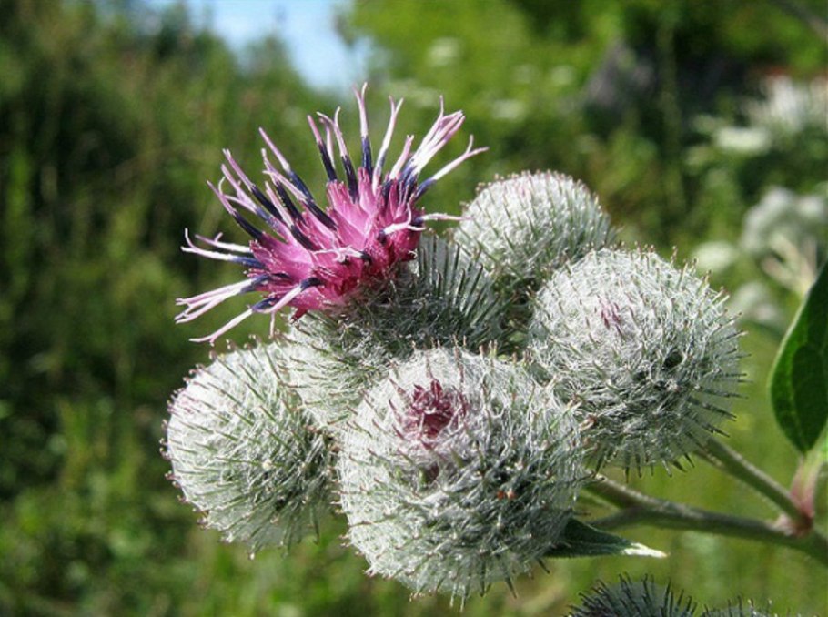 Лопух большой Arctium Lappa