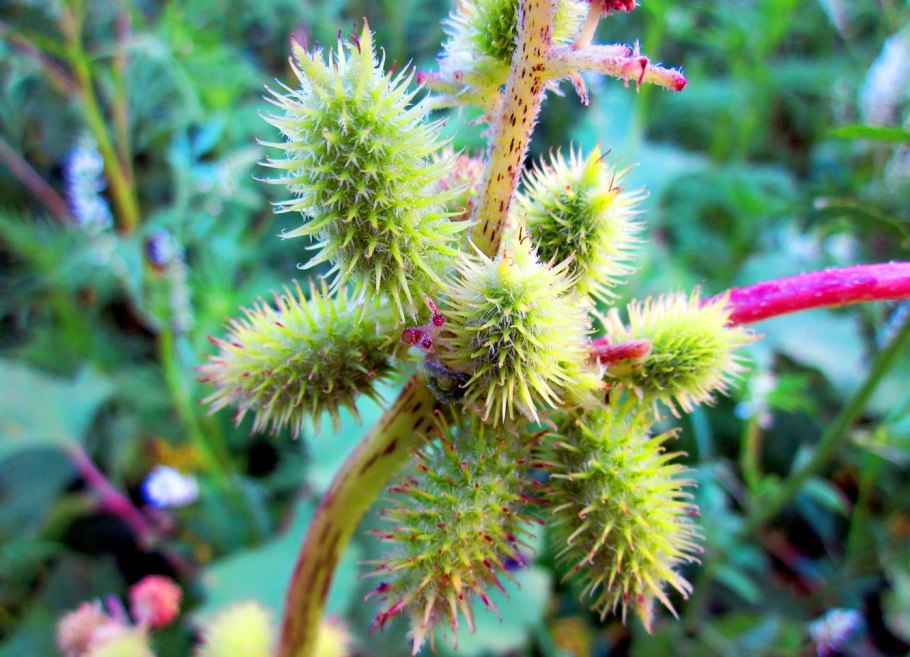 4 Бурачниковые липучка Lappula Myosotis