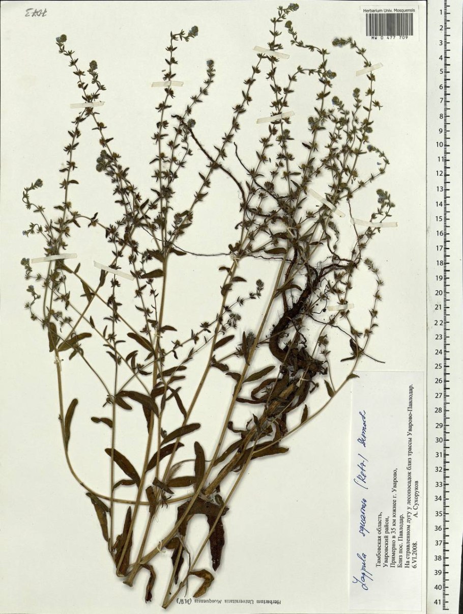 Лопух большой Arctium Lappa