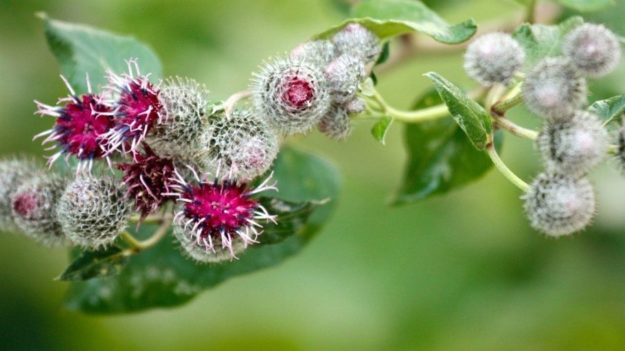 Семянка лопуха репейника