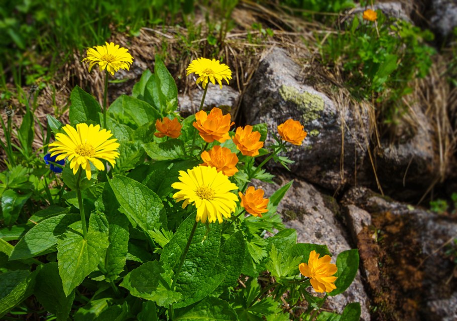 Липучка ежевидная сорняк