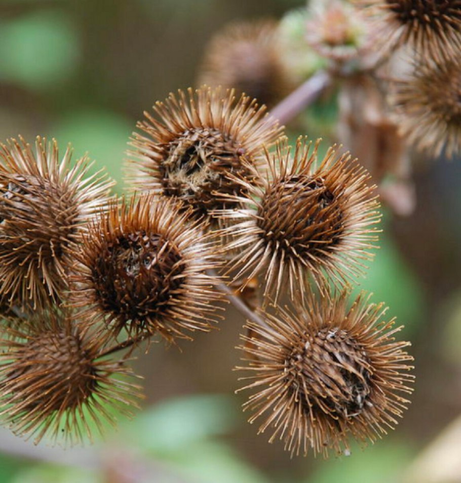 Репешок обыкновенный - Agrimónia Eupatória