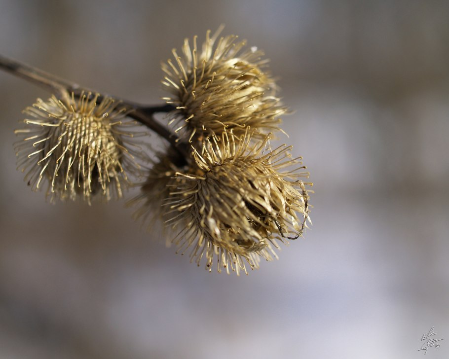 Лопух большой репейник Arctium Lappa