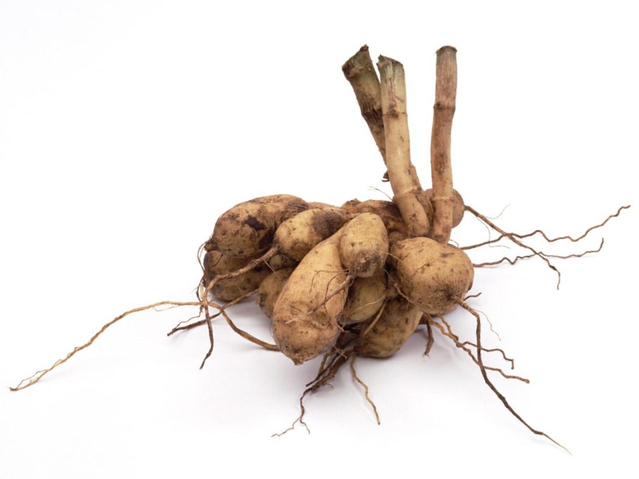 Клубневые георгины черенкование