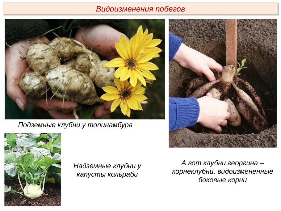 Вегетативное размножение растений презентация 5 класс