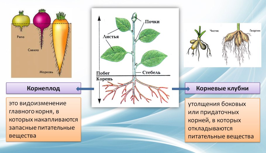 Этапы роста картошки