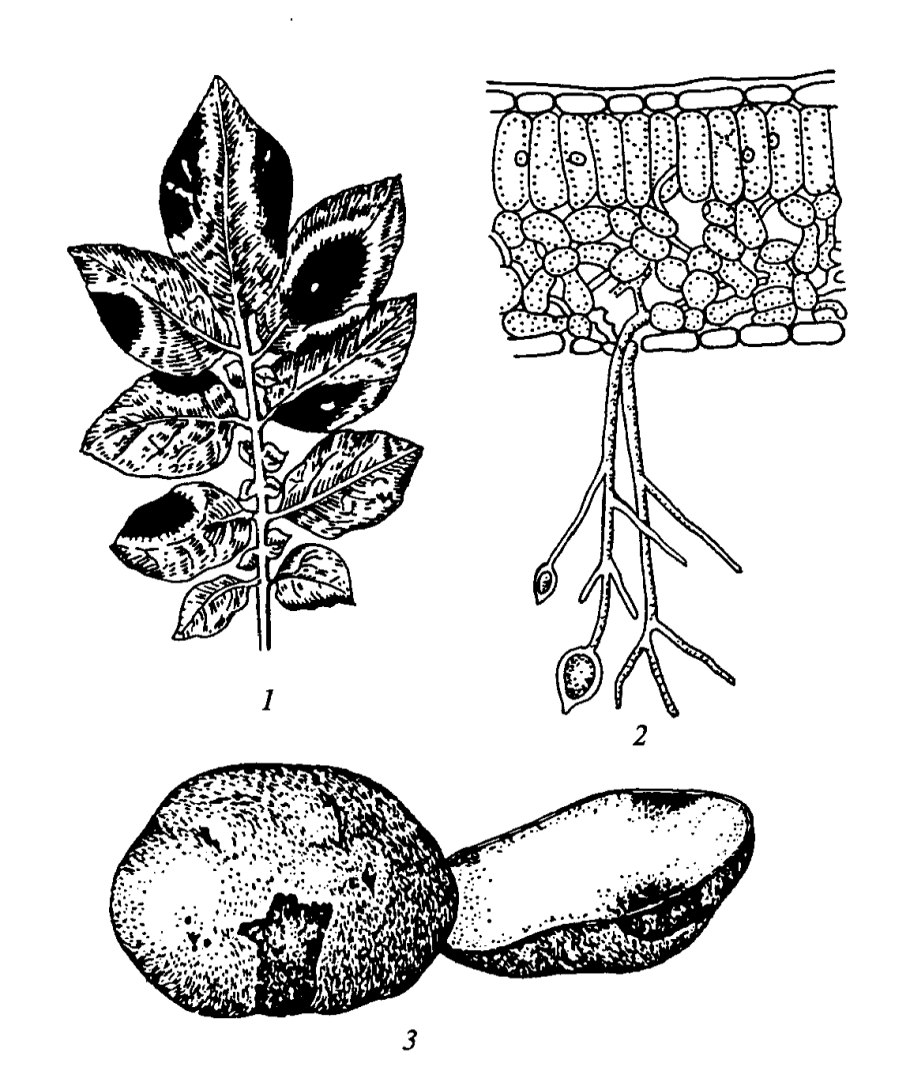 Корневая система клена красного