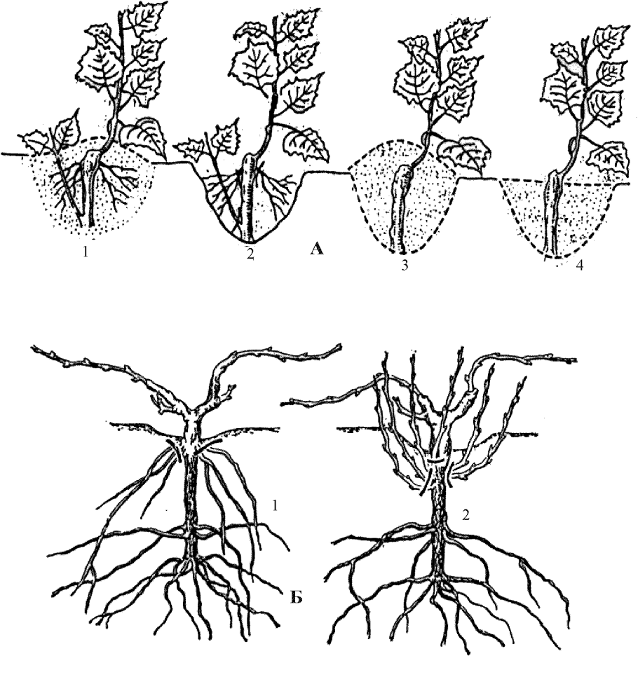 Размножение земляники усами относят к способу