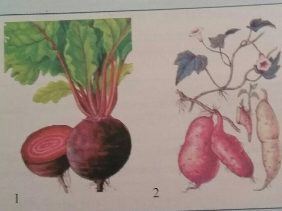 Подземные видоизменения побегов корневище клубень и луковица