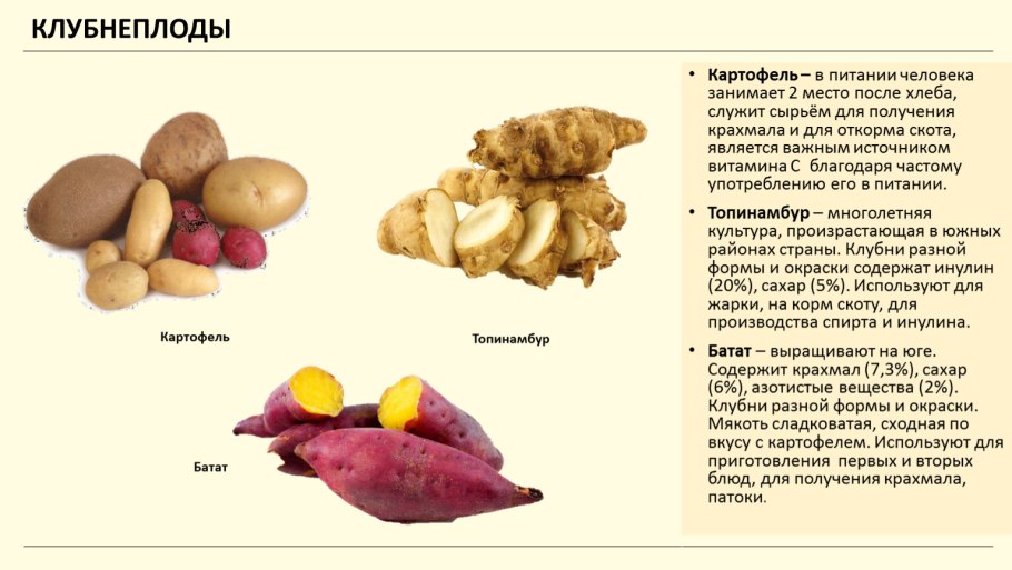 Строение видоизмененных побегов клубень