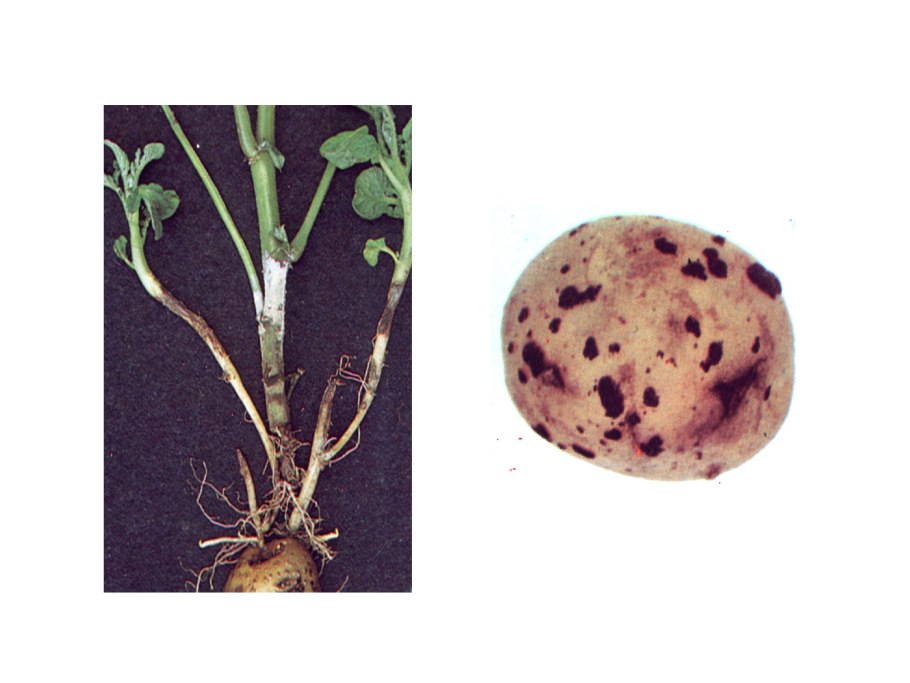 Фузариоз георгин клубни