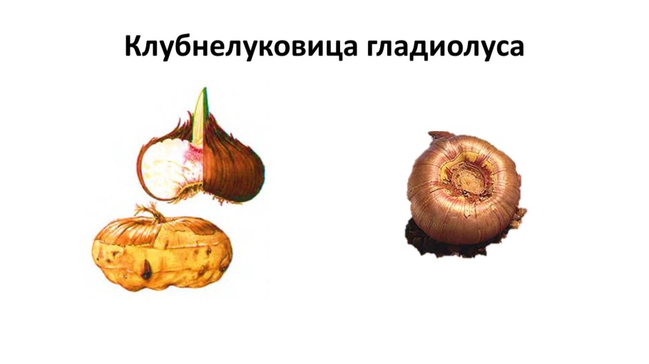 Клубнеплоды список овощей