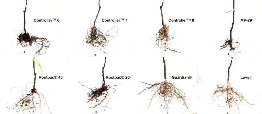 Конидии фитофторы