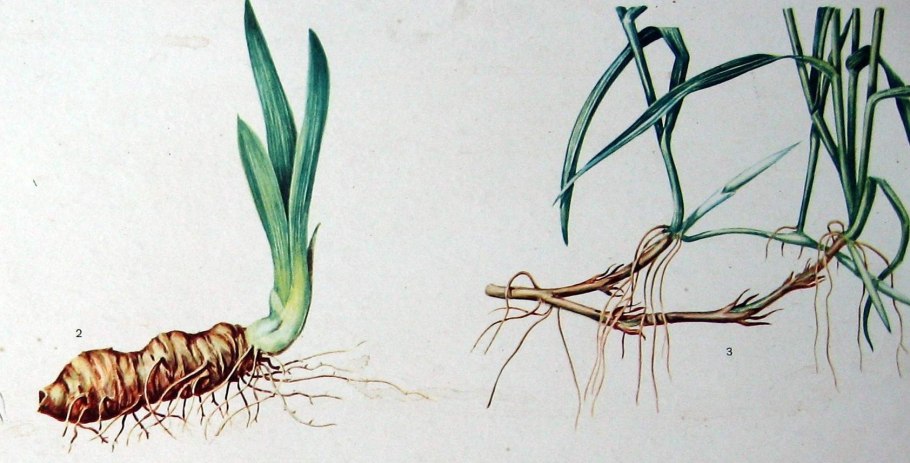 АИР обыкновенный корневища