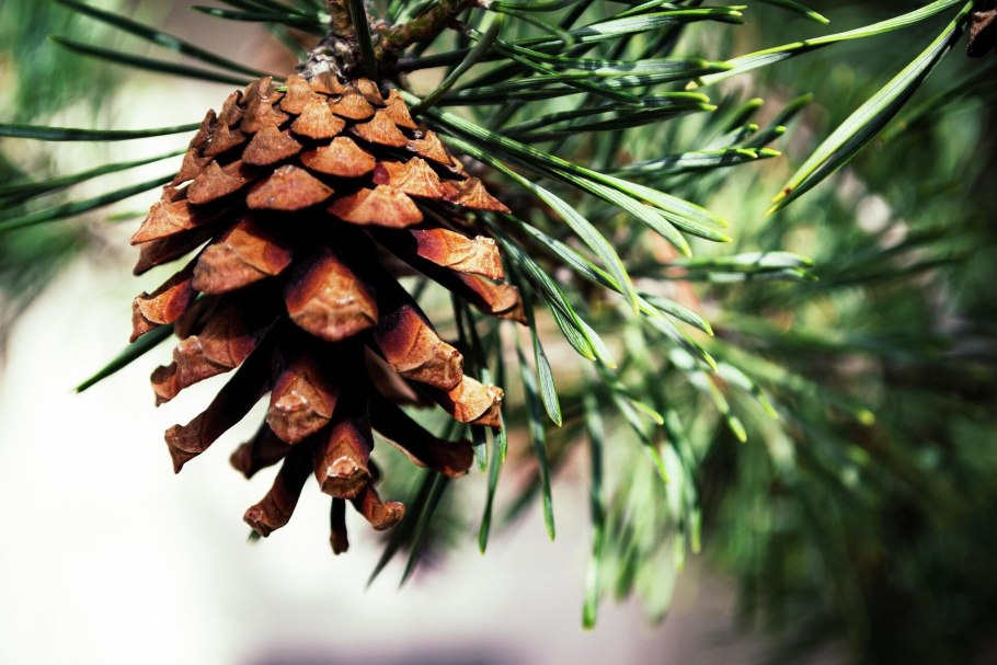 Pinus сосна contorta Anna Aurea
