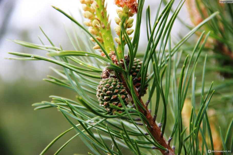 Pinus pinea шишка