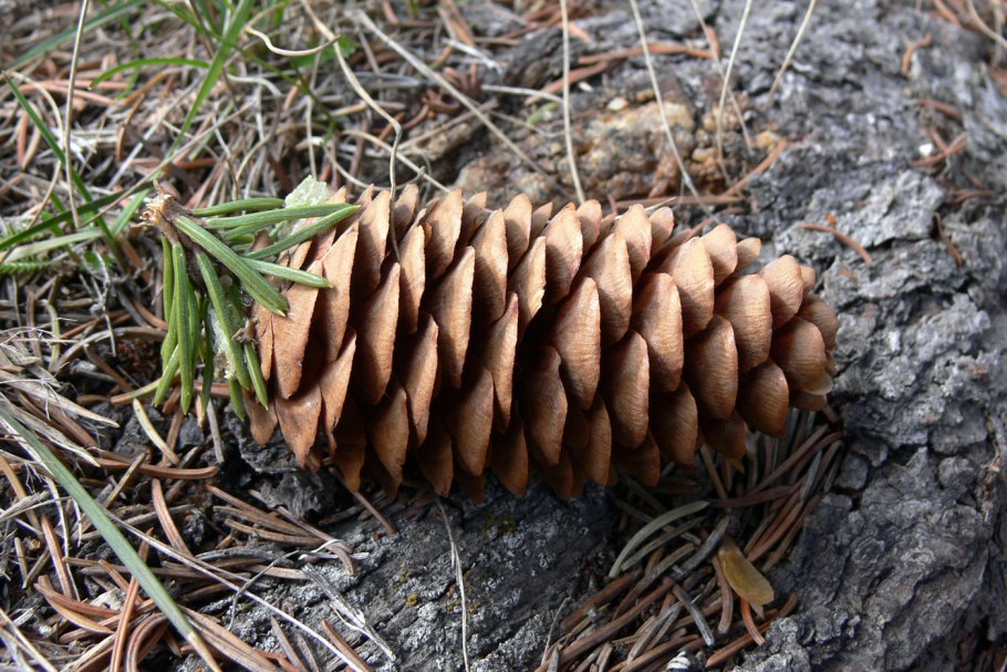 Сосна крючковатая (Pinus Hamata),