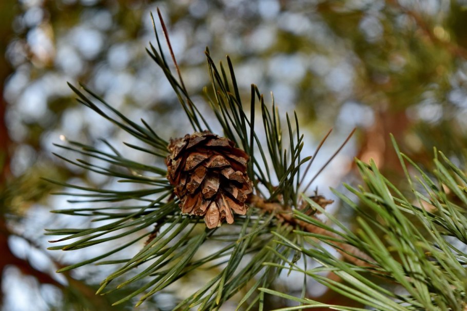 Picea obovata шишки