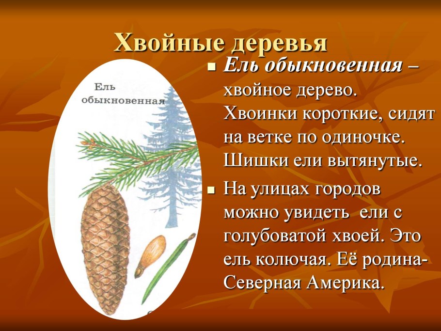 Сосна обыкновенная шишки (стробилы)