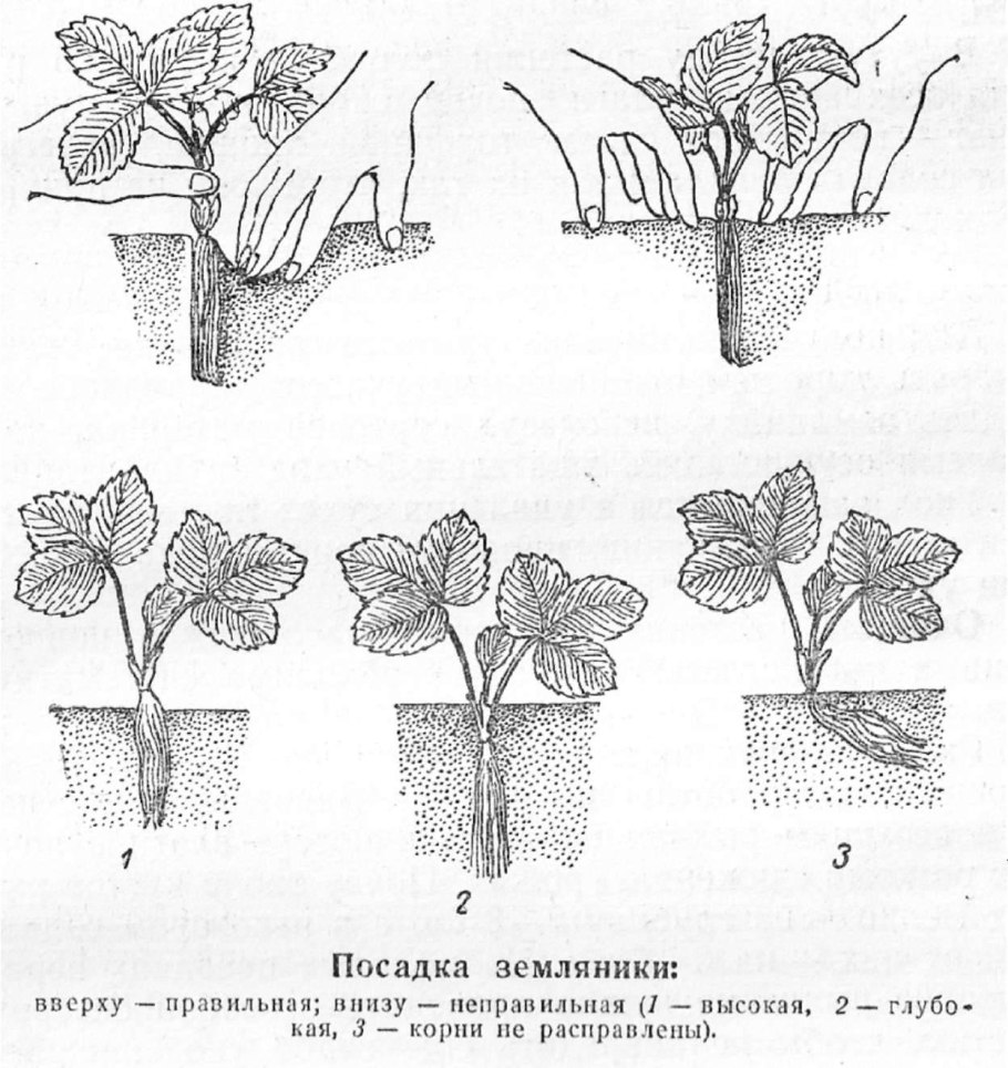 Способы вегетативного размножения схема