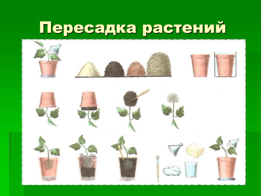 Укоренение фиалок листом